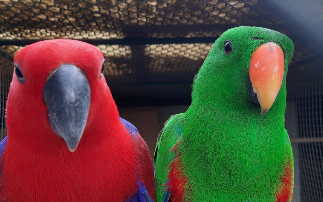 Eclectus roratus